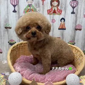 トイプードルのナナちゃんの画像