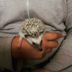 今日の大河君の画像