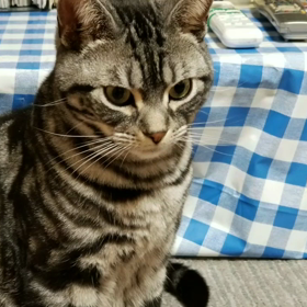 タンポポの画像