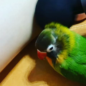 〓　可愛いすぎて笑える。の画像
