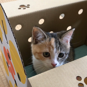 新しい家族が増えました！仔猫のミルちゃん☆の画像