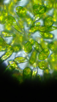 【最推し】ユーグレナ株主総会2020★の記事動画