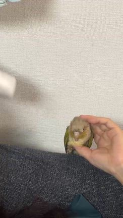 変な態勢で鳥を乾かす。の記事動画