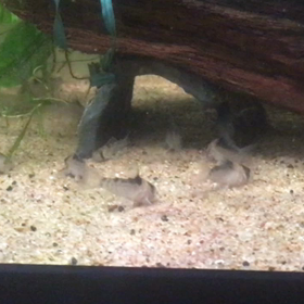 動画ですの画像