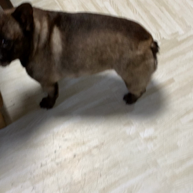 今日のラムの画像