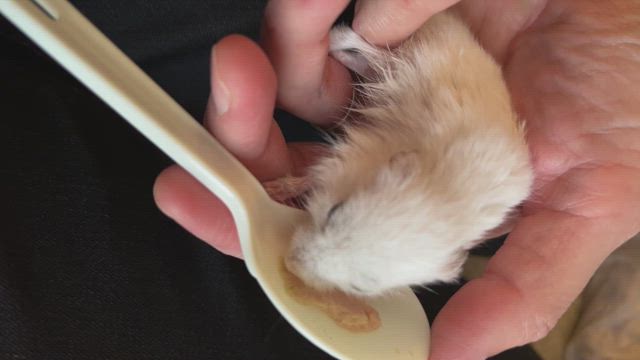 ほくちゃんまだ行かないでの記事動画