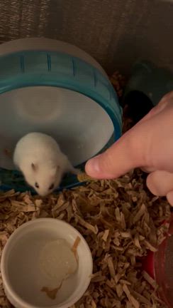 ほくちゃんまだ行かないでの記事動画