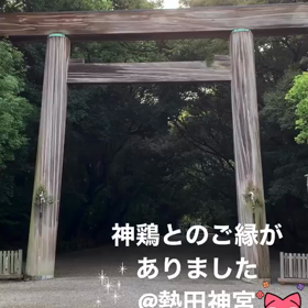 【日常をスペシャルに】熱田神宮で出会った神鶏✨✨の画像
