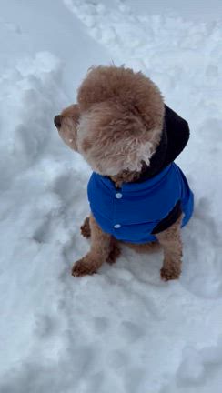 愛犬8歳のお誕生日❤️の記事動画