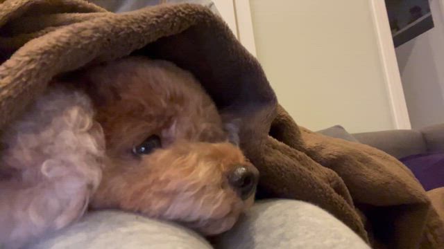 愛犬8歳のお誕生日❤️の記事動画