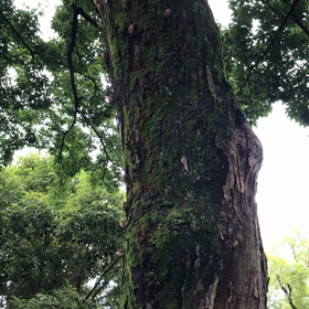 蝉の大合唱！　の画像