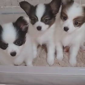 子犬ちゃんの動画ですの画像