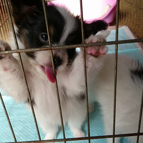 9月17日生まれの子犬達の画像