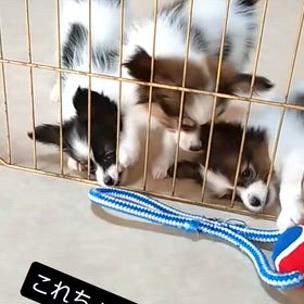 動画です(3月9日生まれ)の画像