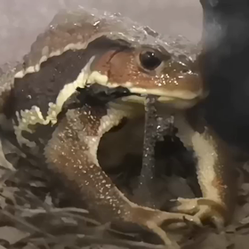 脱皮【動画】の画像