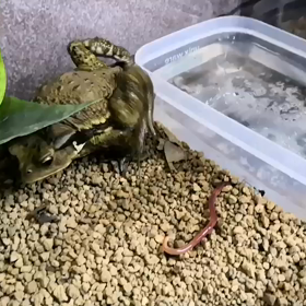 【閲覧注意】ミミズを食べるの巻の画像