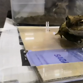 【閲覧注意】きんちゃんの食事風景の画像