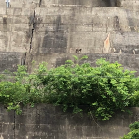 猿に出会ったよ。の画像