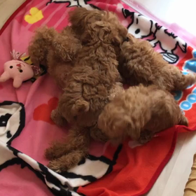 癒しのお裾分け〜♪の画像