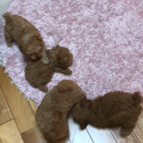 たくさんのお問い合わせありがとうございました♪の画像