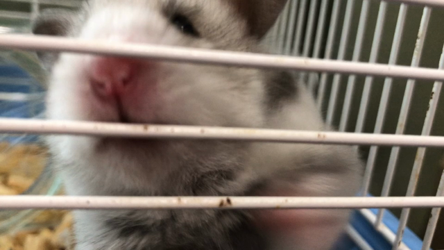 名前が決まらない☆の記事動画