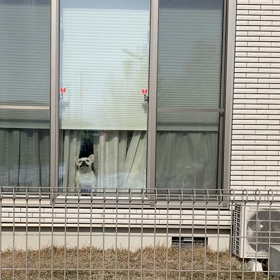 飼い主を吠えるの画像