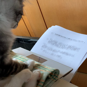 猫の手を借りてみたの画像