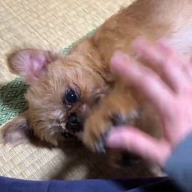 ホントに昨日来たん？の画像