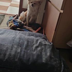 あんよが痛いの？の画像