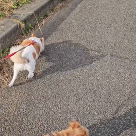 仲良くお散歩の画像