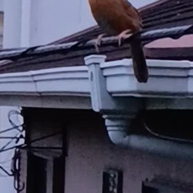 鳥と喋る人。の画像