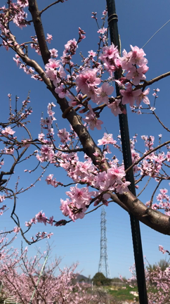 桃の花も一気に開花しましたの記事動画