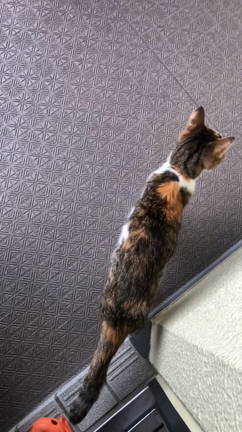 また  ふーちゃん話しさせて下さいの記事動画