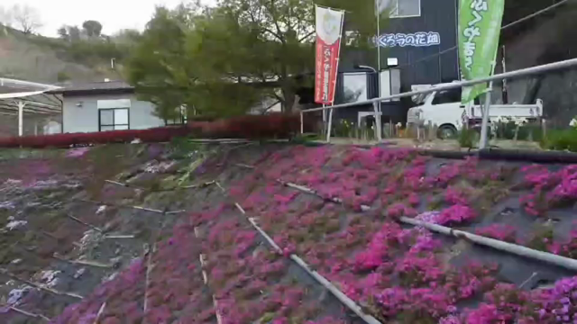 2021年芝桜の開花情報の記事動画