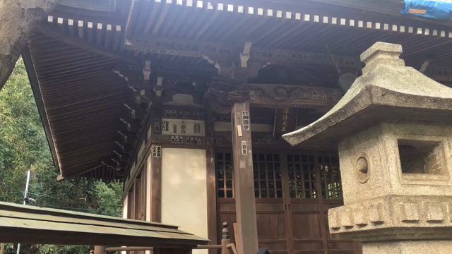 11月なのに蝉がいました！！人生が好転する深大寺&植物園の記事動画