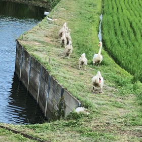 白鳥の画像