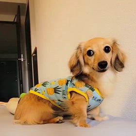 ポチリました！の画像