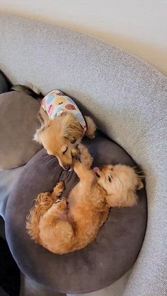 ૮꒰ •ﻌ•꒱ა ૮ˊꈊˋ ა !!の記事動画