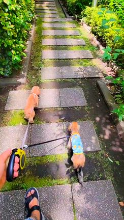 ２WAN 散歩~~~૮•ﻌ•ა ૮꒰•ﻌ•꒱აの記事動画