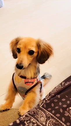 ૮꒰ •ﻌ•꒱ა ૮ˊꈊˋ ა !!の記事動画
