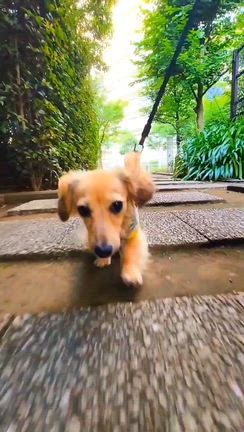 今日も暑くなるってさぁ~!!の記事動画