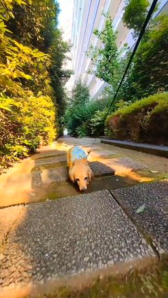 今日も暑くなるってさぁ~!!の記事動画