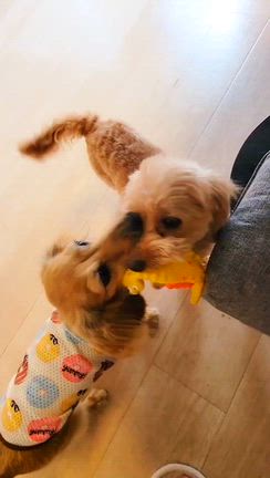 ૮꒰ •ﻌ•꒱ა ૮ˊꈊˋ ა !!の記事動画