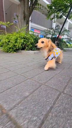 本日も夏日なり~~~の記事動画