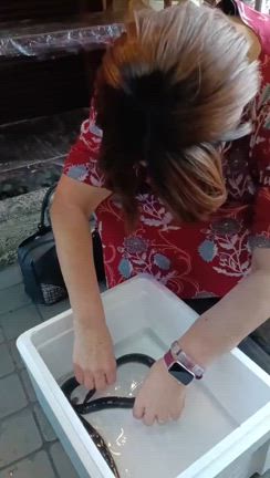 【続々】うしおにて。形原温泉あじさいの里レポートの記事動画