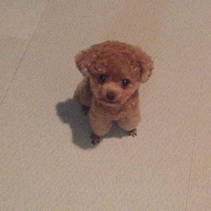 動画です。の記事動画