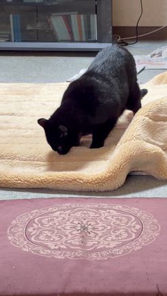 猫により反応が180度違うの記事動画