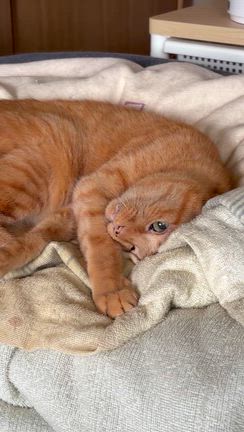 そういえば猫って…の記事動画