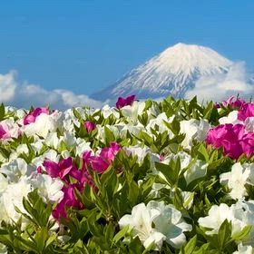 富士川河川敷公園の平戸ツツジの画像
