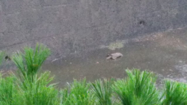 またしてもですが…台風ですね。の記事動画